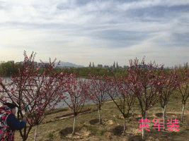 psb (3)_副本.gif psb (3)_副本.gif